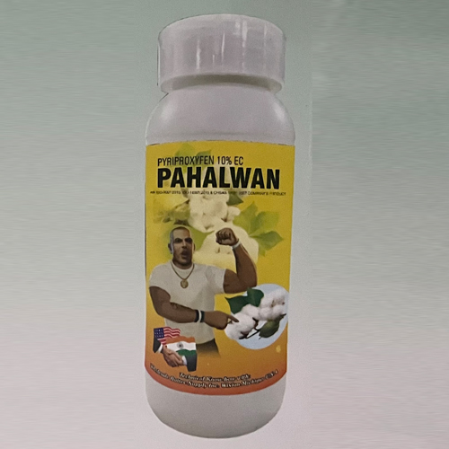 Pahalwan